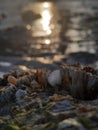 Close up barnacles on a rock during sunset