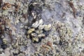 Close up of barnacles on a sea rock exposed to the water at low tide, limpets and seaweed Royalty Free Stock Photo