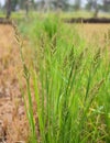 Close up of Barnyard grass or Cockspur or Echinochloa crus-galli Royalty Free Stock Photo
