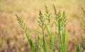 Close up of Barnyard grass or Cockspur or Echinochloa crus-galli Royalty Free Stock Photo