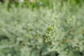 Barometer Bush on blurred background. Green background of the ground cover plants. Royalty Free Stock Photo