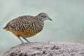 Close up of Barred Buttonquail, little camouflage brown bird standing on sand dune at its habitat of tapioca plantation farm