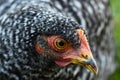 Close up of a Barred Rock Pullet