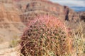 Close up of barrel cactus growing in grand canyon
