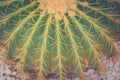 Close up barrel cactus and long thorn at public park in vintage style.