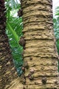 Close up of basal suckers and the textured bark of a Cycas cirinalis Sago Palm tree