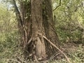 Close up white oak tree with kudzu vines