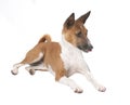 Close up of Basenji dog Royalty Free Stock Photo