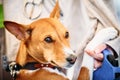 Close Up Basenji Kongo Terrier Dog Royalty Free Stock Photo
