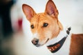 Close Up Basenji Kongo Terrier Dog Royalty Free Stock Photo