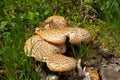 Close up of a basidiomycete bracket fungus also called Polyporus squamosus, Dryad`s saddle, Pheasant`s back mushroom or Schuppig Royalty Free Stock Photo