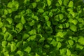 Close-up of Basil Micro herbs top view background. Sprouting Microgreens. Seed Germination at home. Vegan and healthy eating Royalty Free Stock Photo