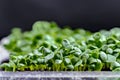 Close-up of basil microgreens. Growing basil sprouts close up view. Germination of seeds at home. Vegan and healthy eating concept