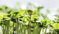 Close-up of basil microgreens. Growing basil sprouts close up view. Germination of seeds at home. Vegan and healthy eating concept