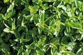 Close up of basil mint plant Royalty Free Stock Photo