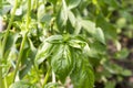 Close up of basil plant Royalty Free Stock Photo