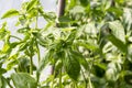 Close up of basil plant Royalty Free Stock Photo