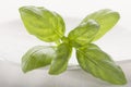 Close-up of basil on white plate Royalty Free Stock Photo