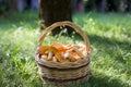 Close up of basket of chanterelle mushrooms on green grass. Royalty Free Stock Photo