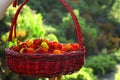 Close-up a basket full of wild strawberries on a green backgrouÃÂ±nd Royalty Free Stock Photo