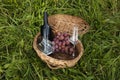 Close up of basket grape fruits, glass of rose wine on green grass in garden. Summer weekend outdoor. Royalty Free Stock Photo