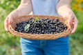 Close-up of basket with harvest of ripe blackcurrants in hands of woman in summer garden Royalty Free Stock Photo