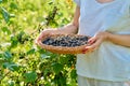 Close-up of basket with harvest of ripe blackcurrants in hands of woman in summer garden Royalty Free Stock Photo