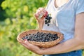 Close-up of basket with harvest of ripe blackcurrants in hands of woman in summer garden Royalty Free Stock Photo