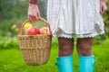 Close-up of basket with yellow, red apples and Royalty Free Stock Photo