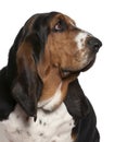 Close-up of Basset hound, 2 years old Royalty Free Stock Photo