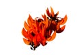 Bastard Teak, Bengal Kino, Butea Monosperma or Palash, Flame of the Forest isolated on white background.Saved with clipping path Royalty Free Stock Photo