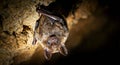 Close-Up of a Bat Hanging Upside Down on a Cave Wall with Dramatic Lighting Royalty Free Stock Photo