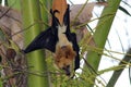 Close-up of a bat looking at the camera on a fruit tree in the National Park. Royalty Free Stock Photo