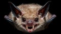 Close-Up of a Bat with Sharp Teeth and Intense Expression Royalty Free Stock Photo