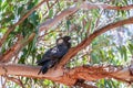 Close up Baudin`s Black Cockatoo or Black Long-billed Cockatoo, Calyptorhynchus baudinii,