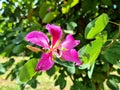 Close-up the Bauhinia Purpurea or Chongkho flowers in the garden