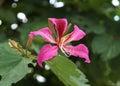 Close-up the Bauhinia Purpurea or Chongkho flowers in the garden