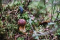 Close up on bay bolete Imleria badia in forest, snail on ba