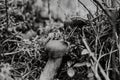 Close up on bay bolete Imleria badia in forest, snail on ba