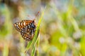 Close up of Bay Checkerspot butterfly Euphydryas editha bayensis ; classified as a federally threatened species, south San Royalty Free Stock Photo