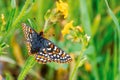 Close up of Bay Checkerspot butterfly Euphydryas editha bayensis ; classified as a federally threatened species, south San Royalty Free Stock Photo