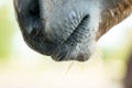 Close up photograph of a foal's nose, nostrils and mouth