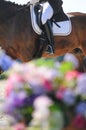 Close up of bay horse on dressage show.