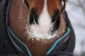 Close up of bay horse nuzzle