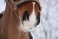 Close up of bay horse nuzzle