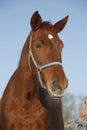 Close-up of a bay horse in winter corral Royalty Free Stock Photo