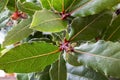 Close up of a bay leaf plant