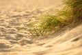 close-up of beach grass on sunlit sand dunes.. Royalty Free Stock Photo