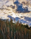 Close-up of beach grass under a dramatic sky with clouds and sunshine in the background