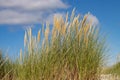 Close up of beach or marram grass, also called Ammophila arenaria or Strandhafer